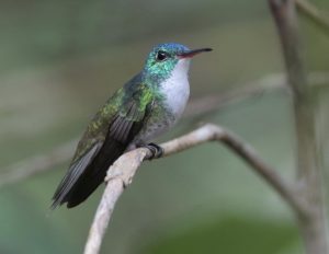 Glanzamazilie (Amazilia versicolor)