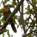 Gould-Arassari (Selenidera gouldii)