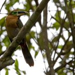 Gould-Arassari (Selenidera gouldii)