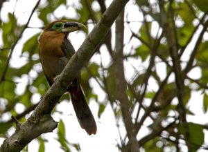 Gould-Arassari (Selenidera gouldii)