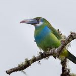 Grauschnabelarassari (Aulacorhynchus coeruleicinctis)