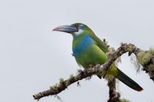 Grauschnabelarassari (Aulacorhynchus coeruleicinctis)