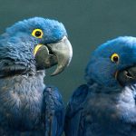 Hyazinth-Ara (Anodorhynchus hyacinthinus)