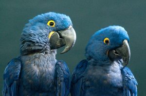 Hyazinth-Ara (Anodorhynchus hyacinthinus)