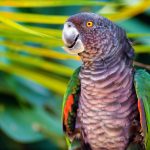 Kaiseramazone oder Sisserou (Amazona imperialis)