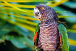 Kaiseramazone oder Sisserou (Amazona imperialis)