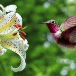 Kolibris