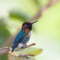 Kolibris (Trochilidae)