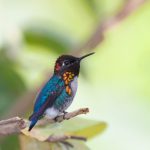 Kolibris (Trochilidae)