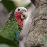 Kuba-Amazone (Amazona leucocephala)