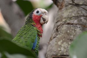 Kuba-Amazone (Amazona leucocephala)