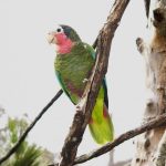 Kuba-Amazone (Amazona leucocephala)2