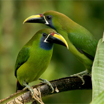 Laucharassari (Aulacorhynchus prasinus)