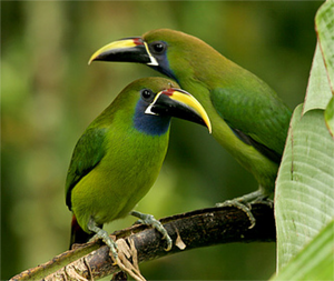 Laucharassari (Aulacorhynchus prasinus)