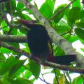 Natterer-Arassari (Selenidera nattereri)