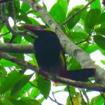 Natterer-Arassari (Selenidera nattereri)