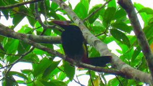 Natterer-Arassari (Selenidera nattereri)