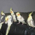 Nymphensittich (Nymphicus hollandicus)