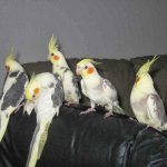 Nymphensittich (Nymphicus hollandicus)