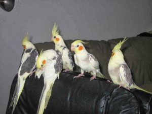Nymphensittich (Nymphicus hollandicus)