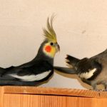 (Nymphicus hollandicus)