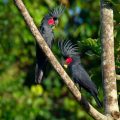 Palmkakadu oder Arakakadu (Probosciger aterrimus)