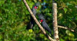 Palmkakadu oder Arakakadu (Probosciger aterrimus)