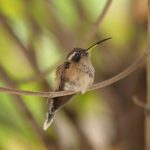 (Phaethornis striigularis)
