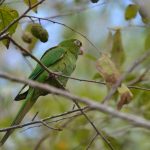 Psittacara euops (Kubanischer Sittich)
