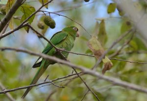 Psittacara euops (Kubanischer Sittich)