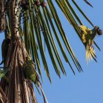 Rotbauchara