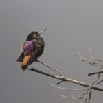 Rotbrust-Andenkolibri (Aglaeactis castelnaudii)