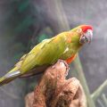 Rotohrara (Ara rubrogenys)