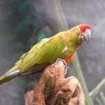 Rotohrara (Ara rubrogenys)
