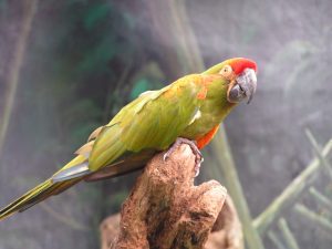 Rotohrara (Ara rubrogenys)