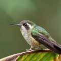 Schwarzohrkolibri (Adelomyia melanogenys) oder Schwarzohrnymph