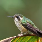 Schwarzohrkolibri (Adelomyia melanogenys) oder Schwarzohrnymph