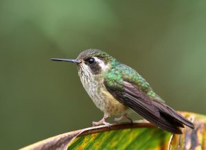 Schwarzohrkolibri (Adelomyia melanogenys) oder Schwarzohrnymph