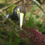 (Selenidera spectabilis)