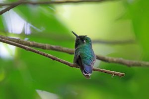 Smaragdkehlkolibri (Abeillia abeillei) oder manchmal auch Abeillekolibri