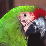 Soldatenara (Ara militaris)
