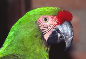 Soldatenara (Ara militaris)