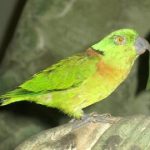 Stavenn_Agapornis_swindernianus_00