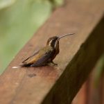 Streifenkehl-Schattenkolibri