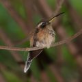Streifenkehl-Schattenkolibri (Phaethornis striigularis)