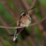 Streifenkehl-Schattenkolibri (Phaethornis striigularis)