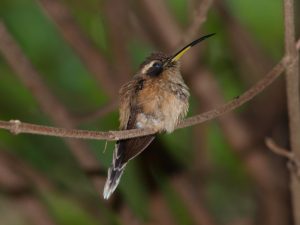 Streifenkehl-Schattenkolibri (Phaethornis striigularis)