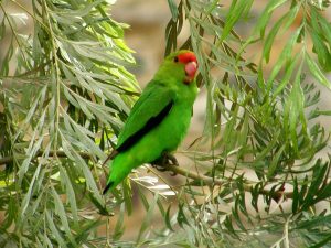 Tarantapapagei oder Bergpapagei (Agapornis taranta)