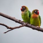 agapornis-nigrigenis