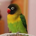 agapornis personatus